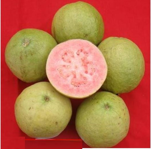 Guava " Punjab Kiran " Exotic 40 Fruit Seeds