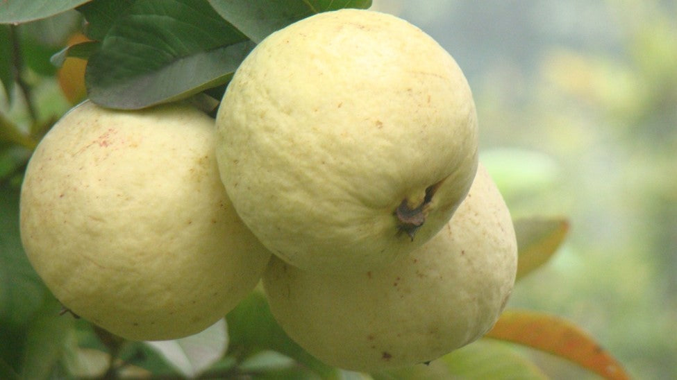 Guava " Punjab Safeda " Exotic 40 Fruit Seeds