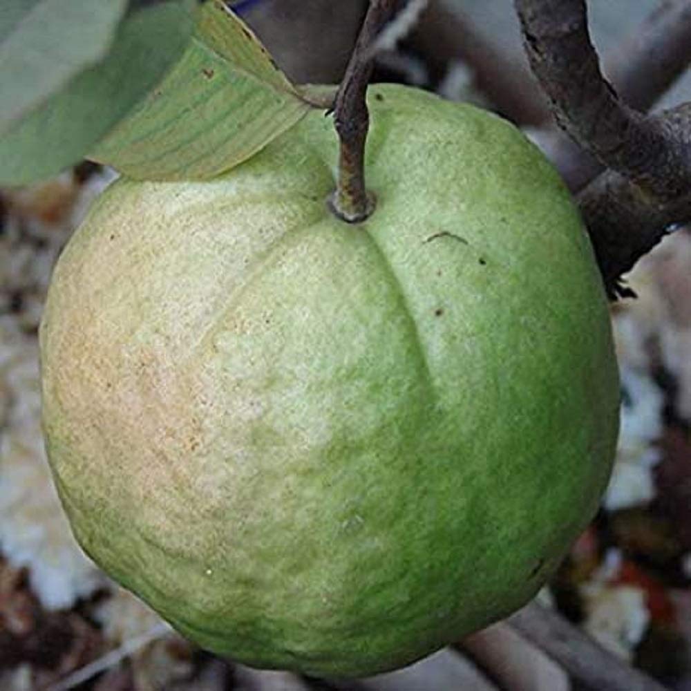 Guava " Kilo Guava " Exotic 40 Fruit Seeds