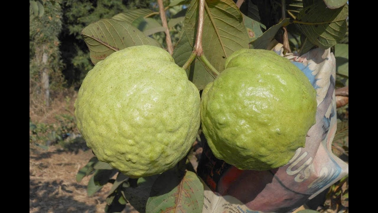 Guava " Thai 7 " Exotic 40 Fruit Seeds