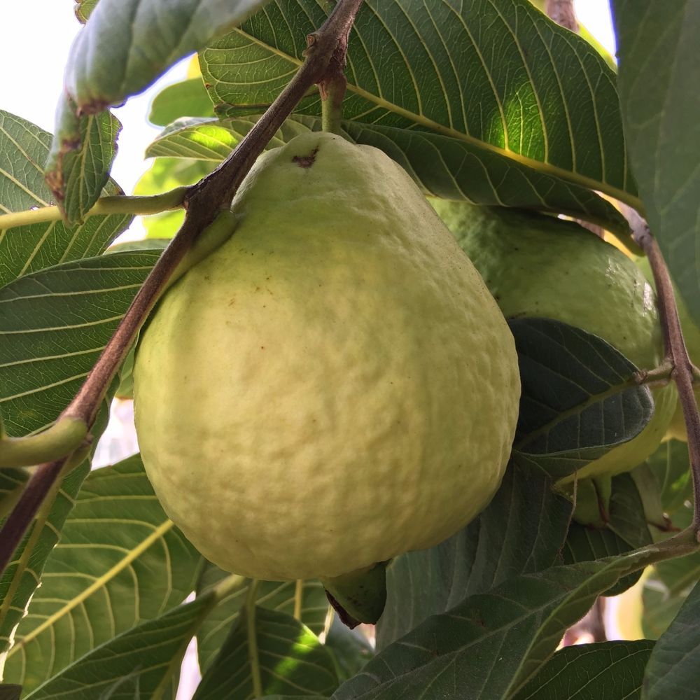 Guava " Tropical White " Exotic 40 Fruit Seeds