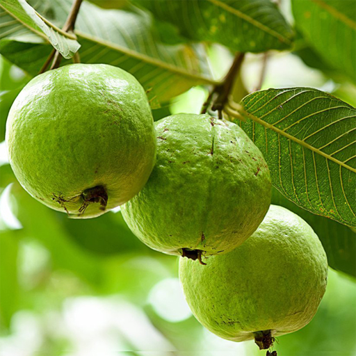 Guava " Barafkhanna " Exotic 40 Fruit Seeds