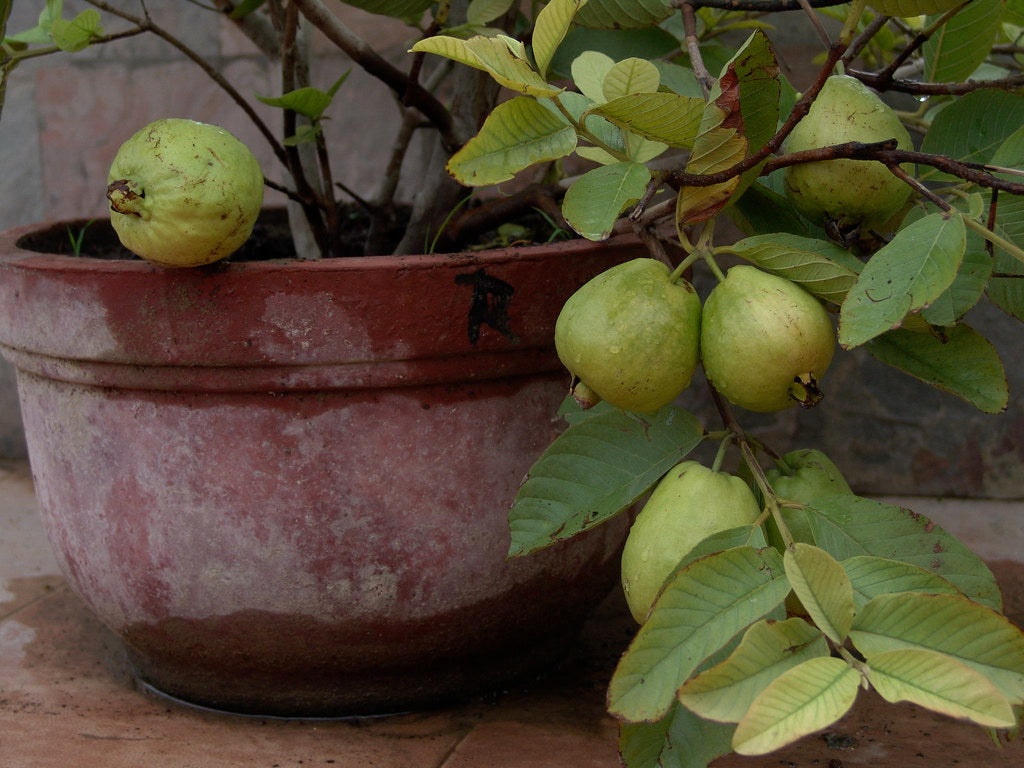 Guava " Dwarf Guava " Exotic 40 Fruit Seeds