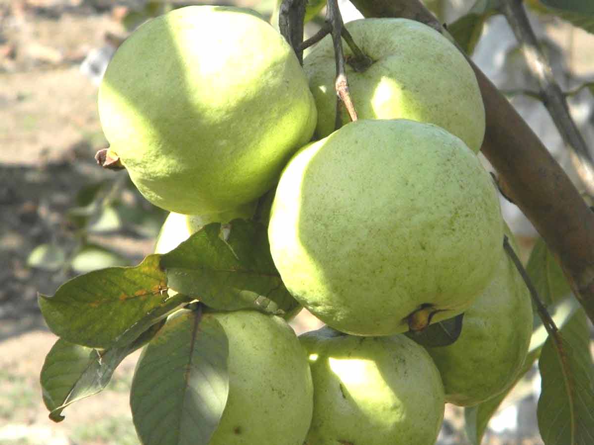 Guava " VNR Bihi " Exotic 40 Fruit Seeds