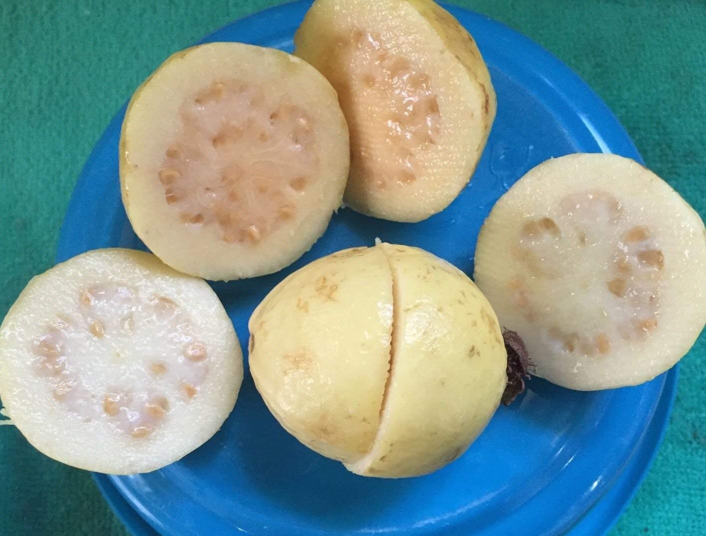Guava " Mexican Cream " Exotic 40 Fruit Seeds