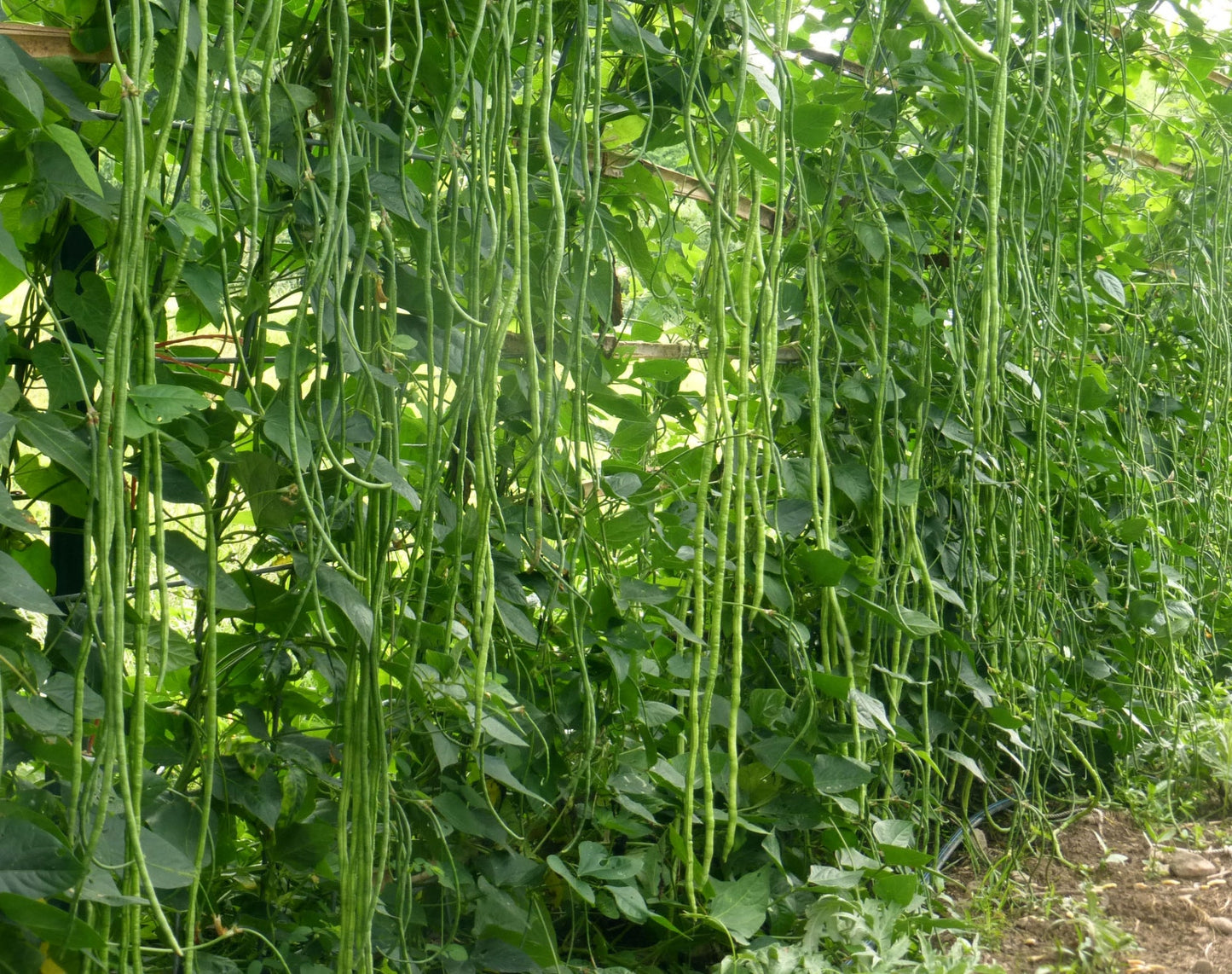 Yard Long Bean " Arka Mangala " Exotic 20 Vegetable Seeds