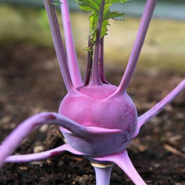 Knol Khol " Purple Beauty " Exotic 20 Vegetable Seeds