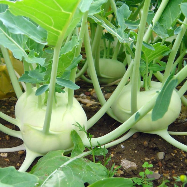 Knol Khol " White Beauty " Exotic 20 Vegetable Seeds