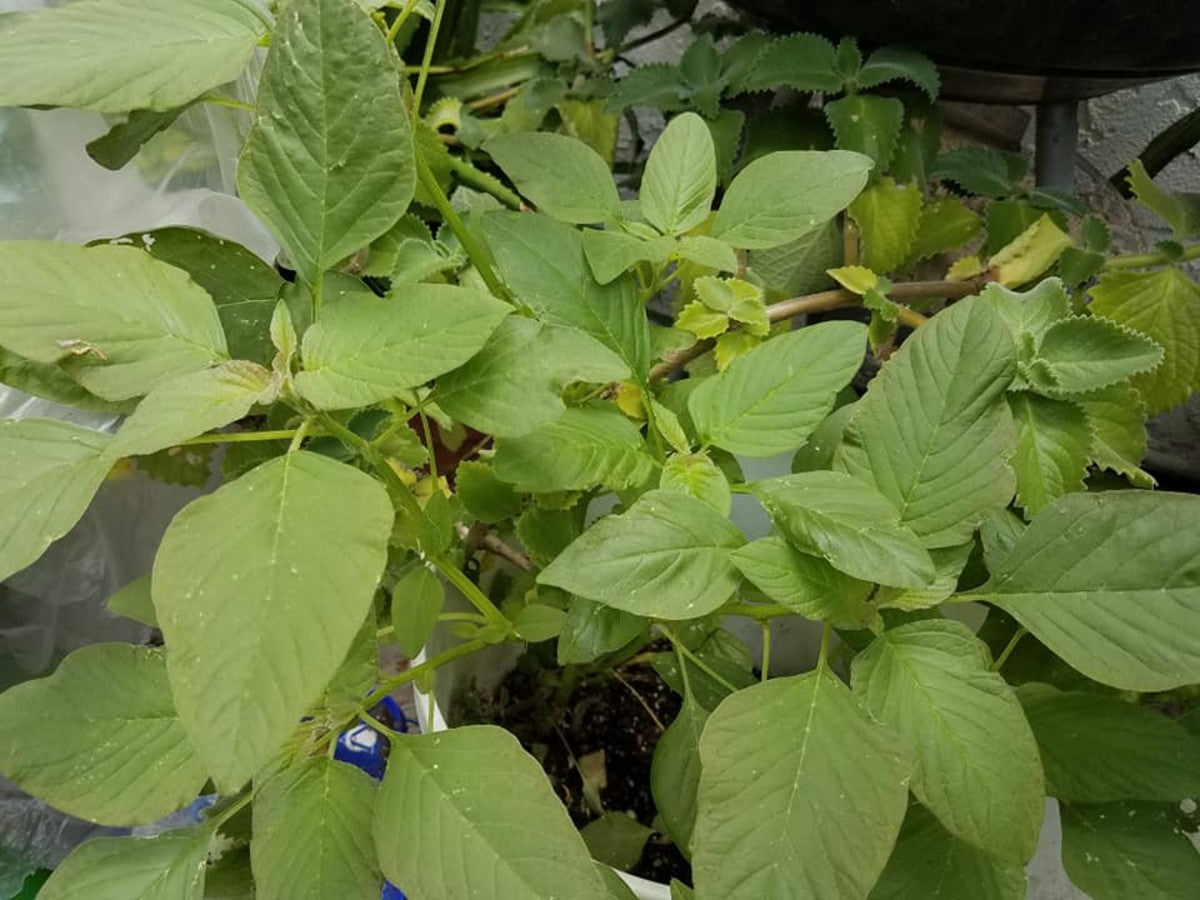 Green Amaranthus " Arka Suguna " Exotic 100 Vegetable Seeds