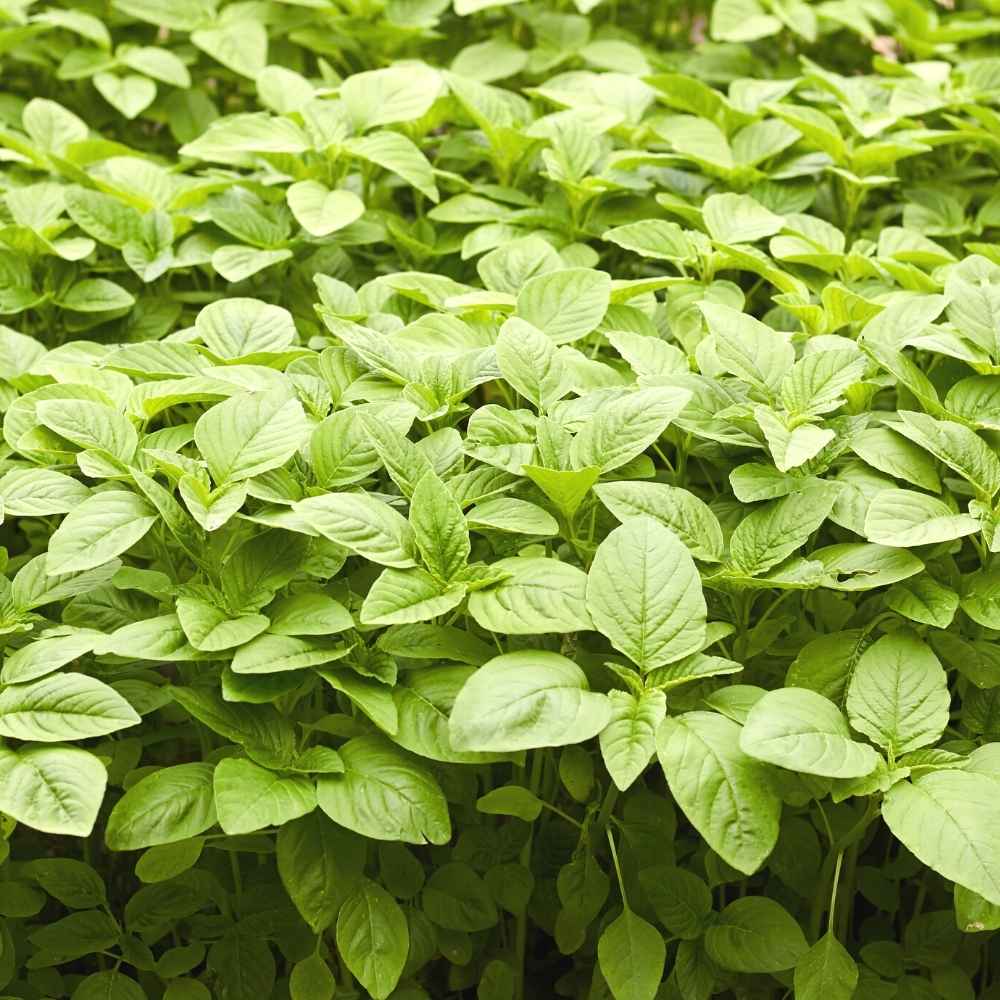 Green Amaranthus " Arka Samraksha " Exotic 100 Vegetable Seeds