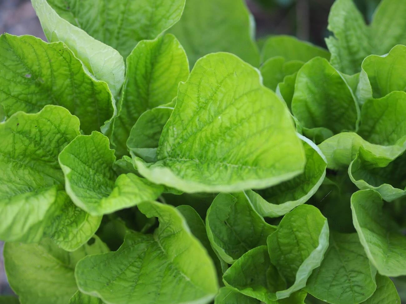 Green Amaranthus " Renusree " Exotic 100 Vegetable Seeds