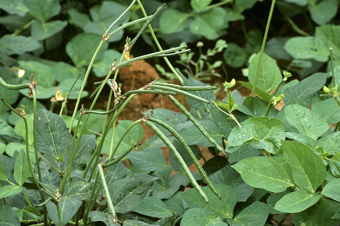 Cowpea " Anaswara " Exotic 20 Vegetable Seeds