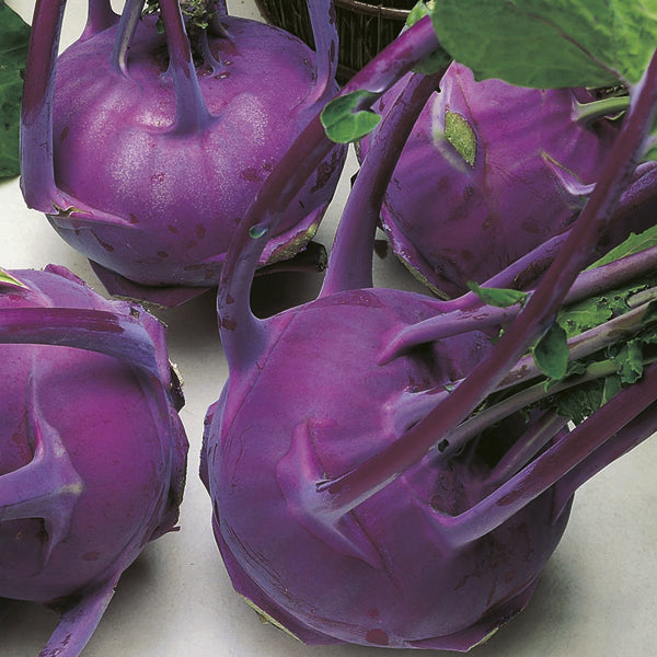 Knol Khol " Modrava " Exotic 20 Vegetable Seeds