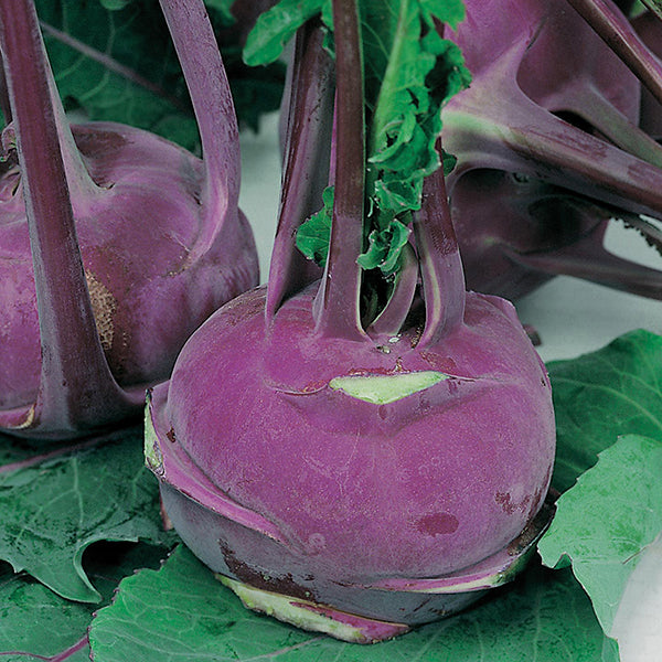 Knol Khol " Purple Vienna " Exotic 20 Vegetable Seeds