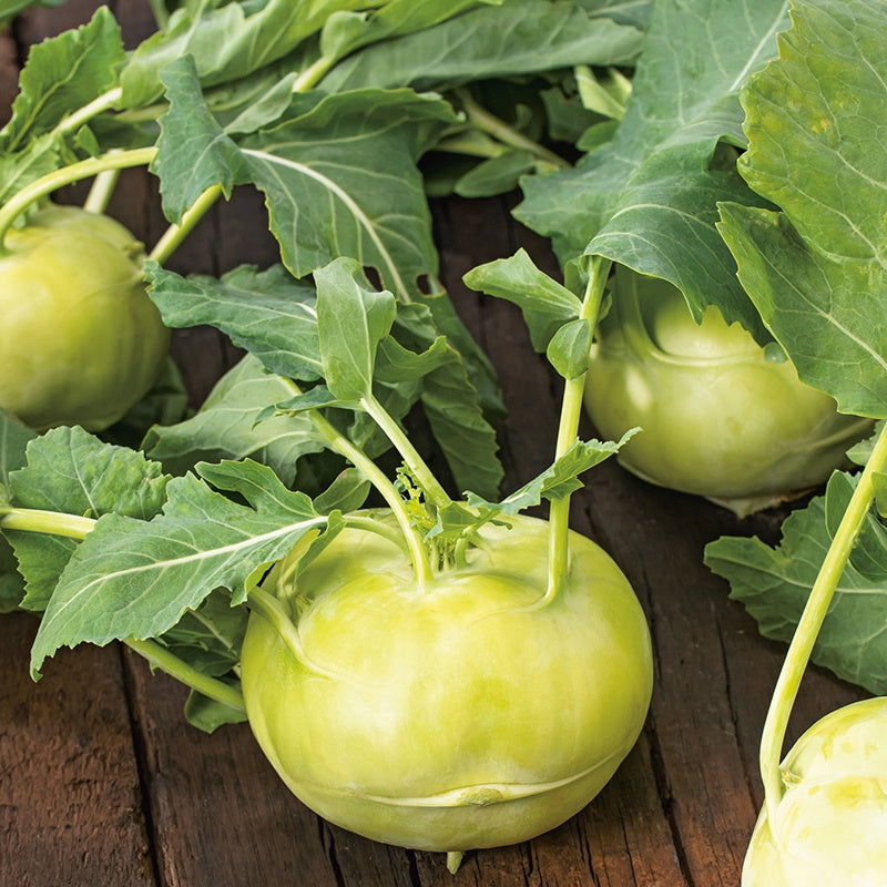 Knol Khol " Olivia " Exotic 20 Vegetable Seeds