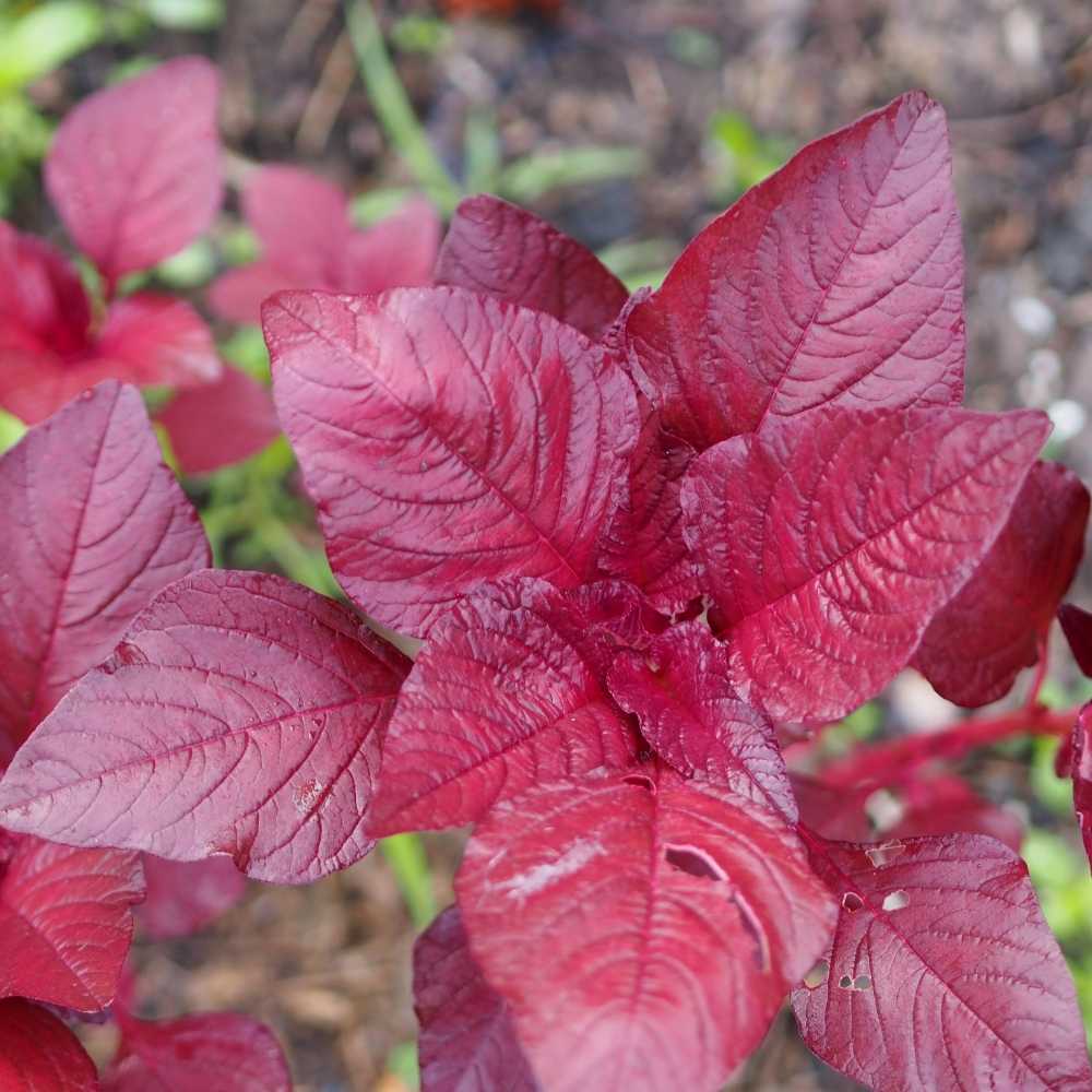 Red Amaranthus " Kannara Local " Exotic 100 Vegetable Seeds