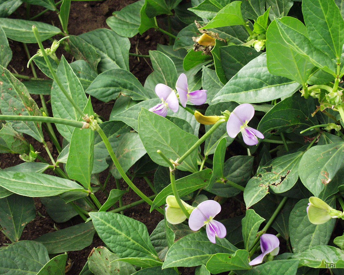 Cowpea " Jyothika " Exotic 20 Vegetable Seeds