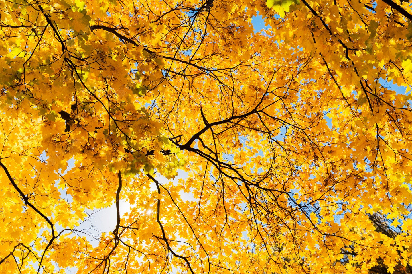 Maple " Yellow Maple " Exotic 10 Tree Seeds