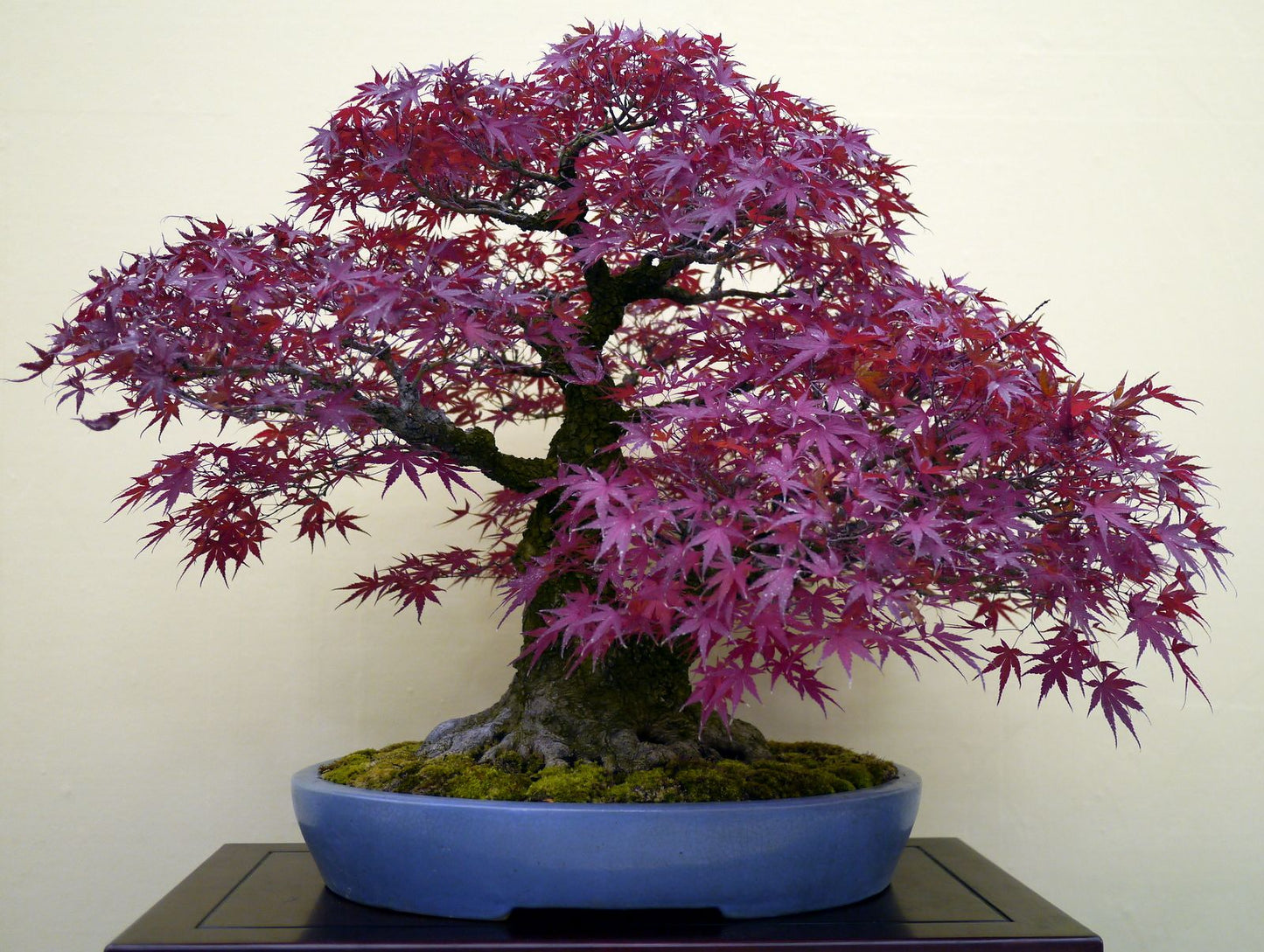 Maple " Purple Maple " Exotic 10 Tree Seeds