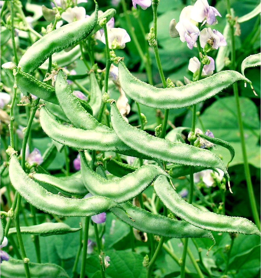 Dolichos Bean " Arka Jay " Exotic 10 Vegetable Seeds