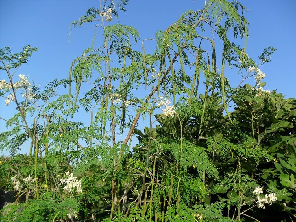 Drumstick Moringa " Anupama " Exotic 20 Vegetable Seeds