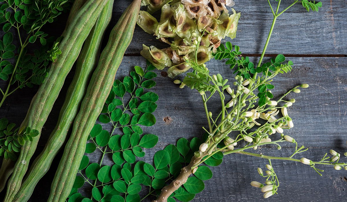 Drumstick Moringa " PKM-2 " Exotic 20 Vegetable Seeds
