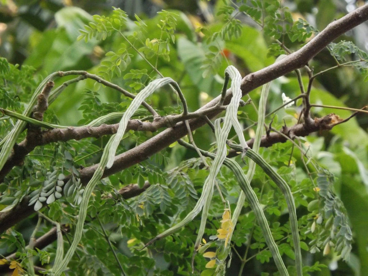 Drumstick Moringa " Dhanaraj " Exotic 20 Vegetable Seeds