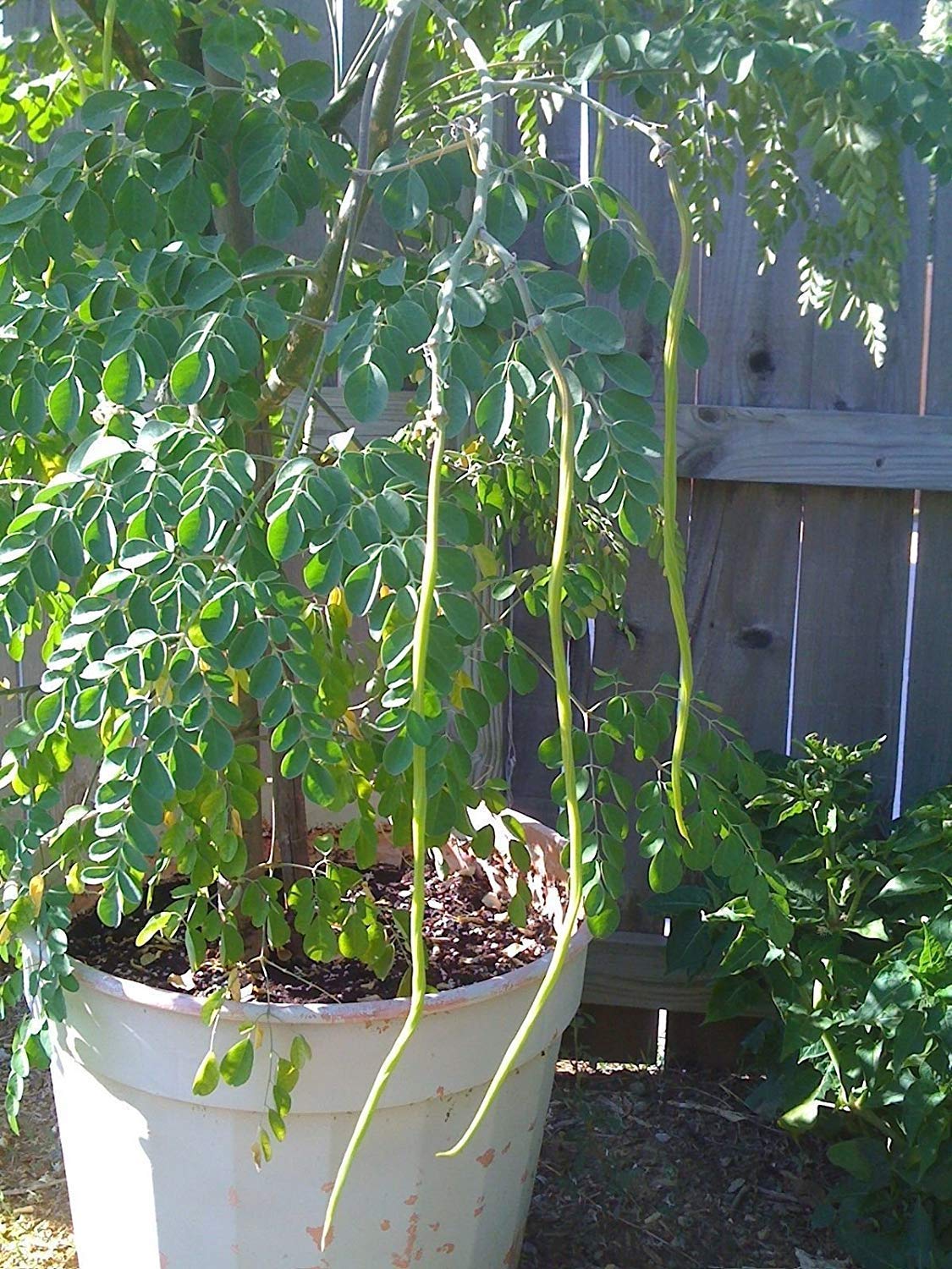 Drumstick Moringa " Konkan Ruchira " Exotic 20 Vegetable Seeds
