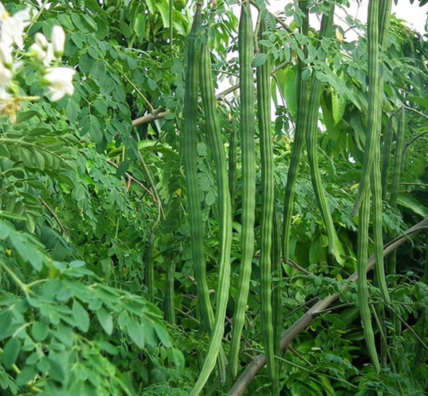 Drumstick Moringa " KM1 " Exotic 20 Vegetable Seeds