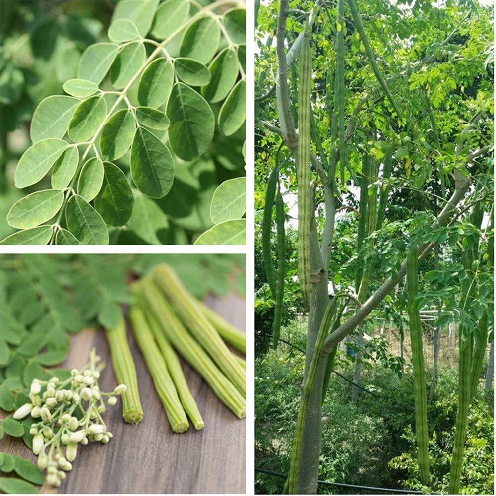 Drumstick Moringa " GKVK1 " Exotic 20 Vegetable Seeds