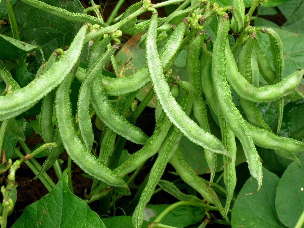 Dolichos Bean " Arka Adarsh " Exotic 10 Vegetable Seeds