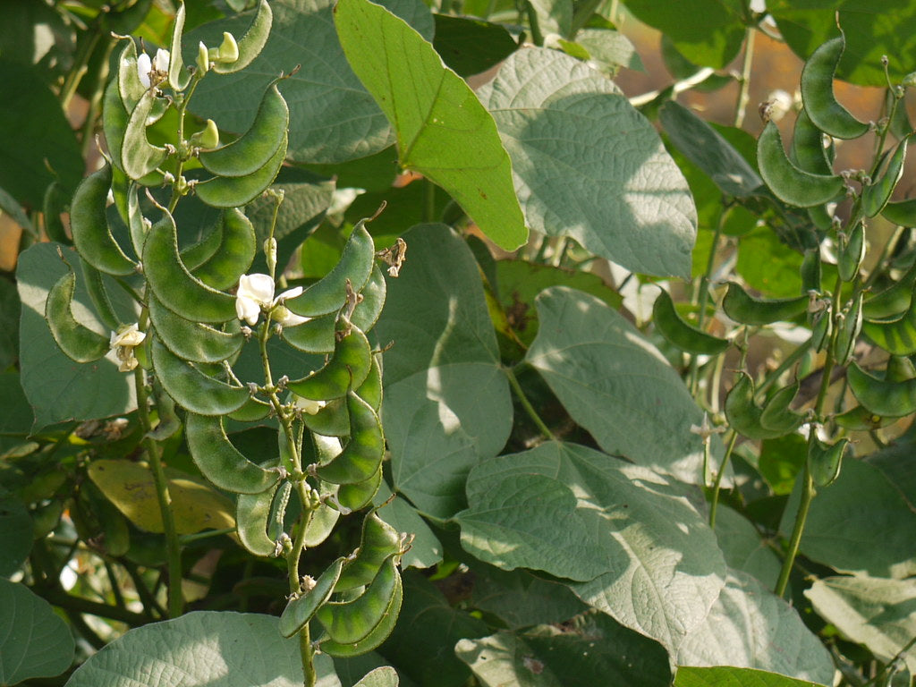 Dolichos Bean " Arka Prasidhi " Exotic 10 Vegetable Seeds