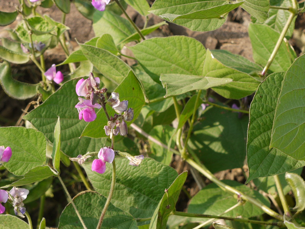 Dolichos Bean " Arka Visthar " Exotic 10 Vegetable Seeds