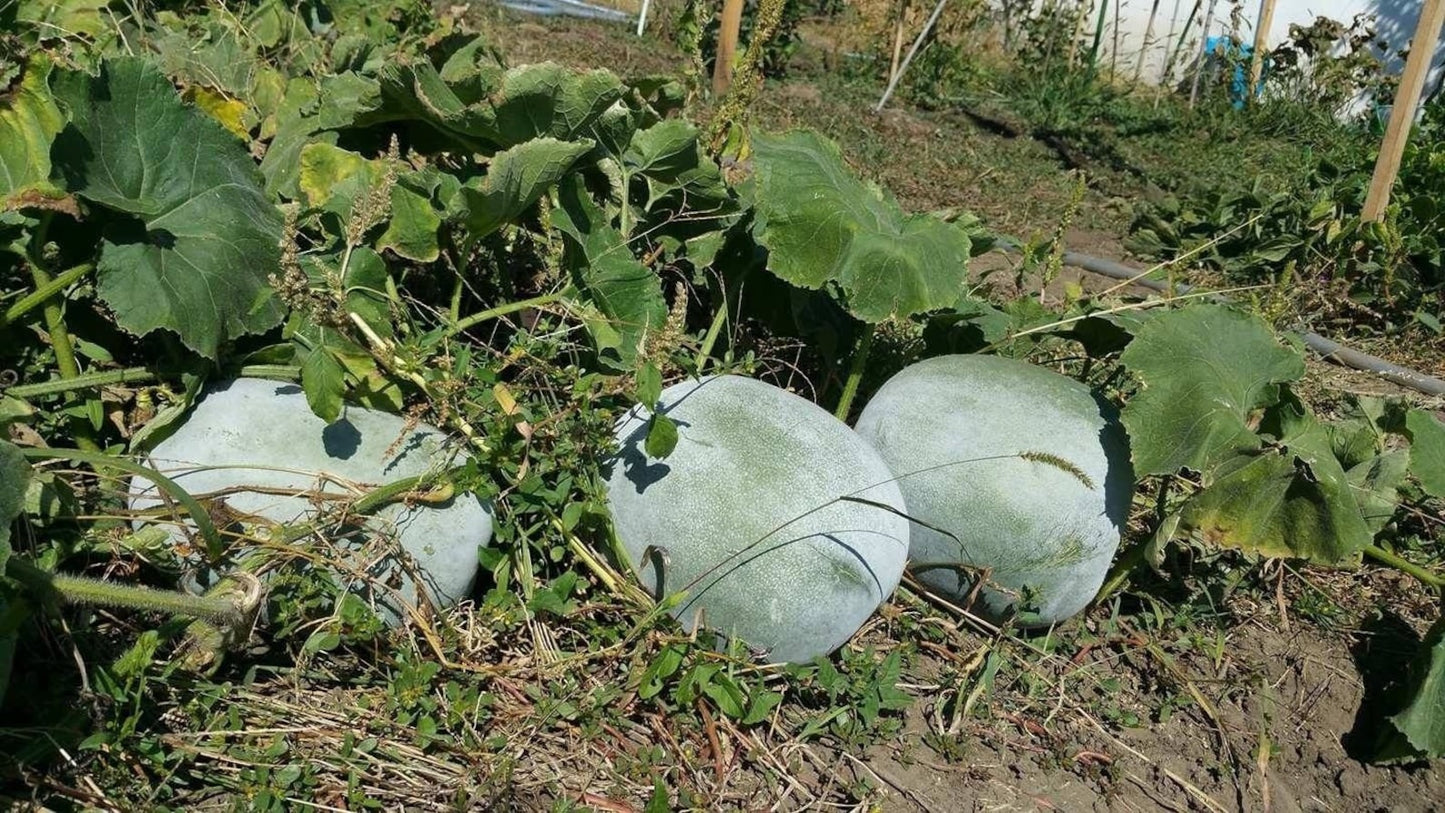Ash Gourd " Pusa Ujwal " Exotic 10 Vegetable Seeds