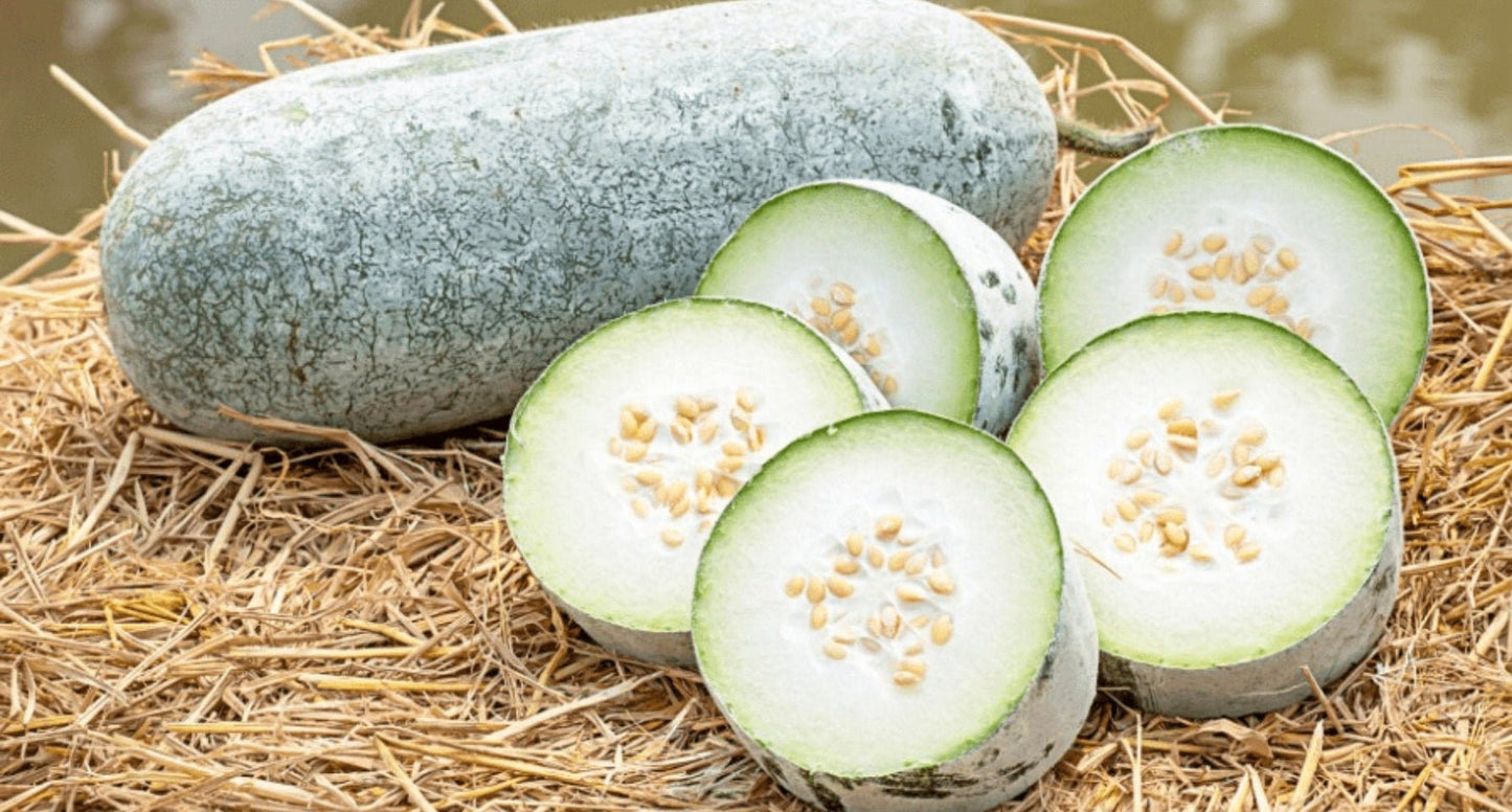 Ash Gourd " Co 1 " Exotic 10 Vegetable Seeds