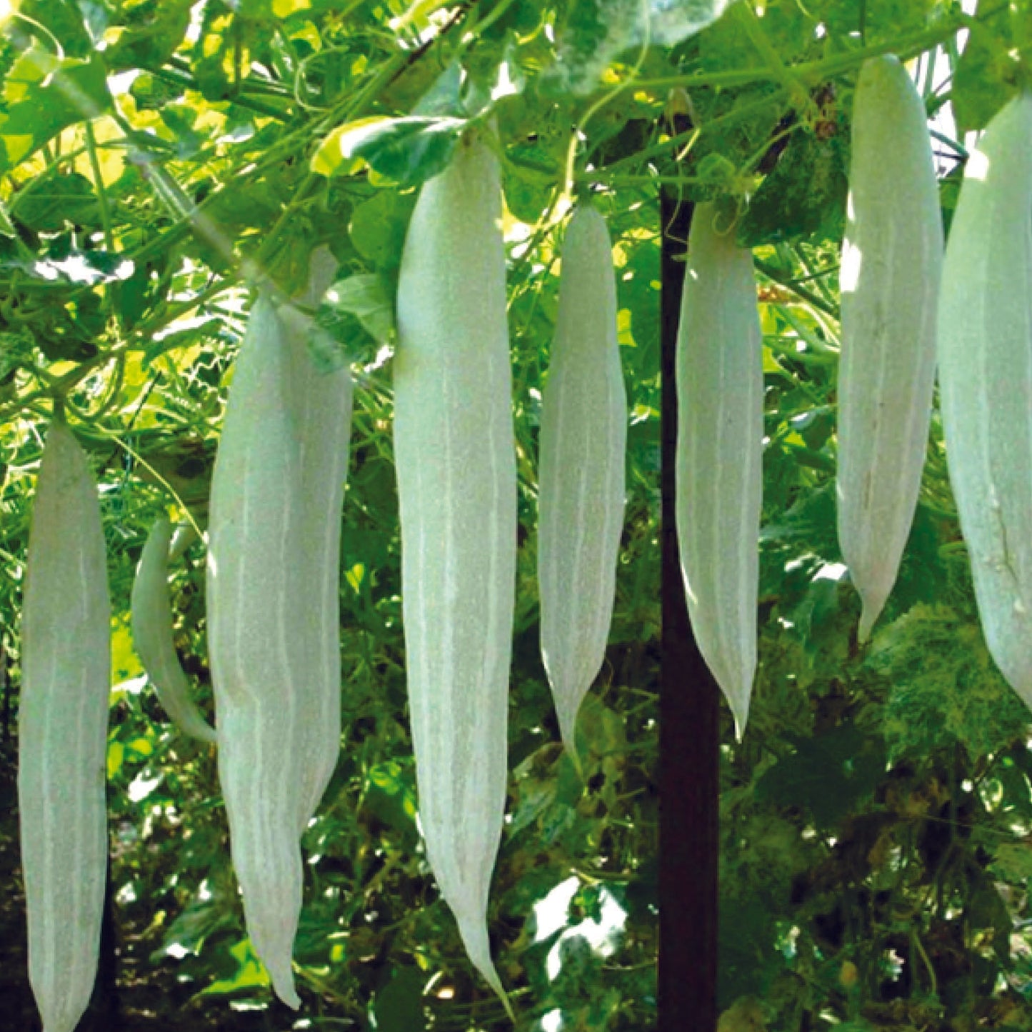 Snake Gourd " Co 1 " Exotic 10 Vegetable Seeds