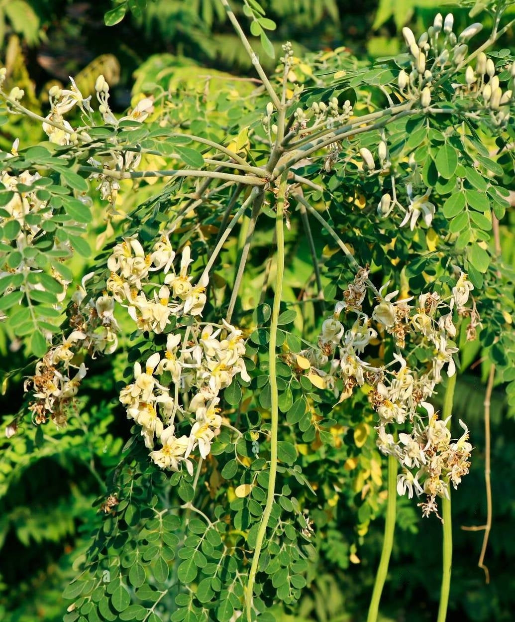 Drumstick Moringa " GKVK3 " Exotic 20 Vegetable Seeds