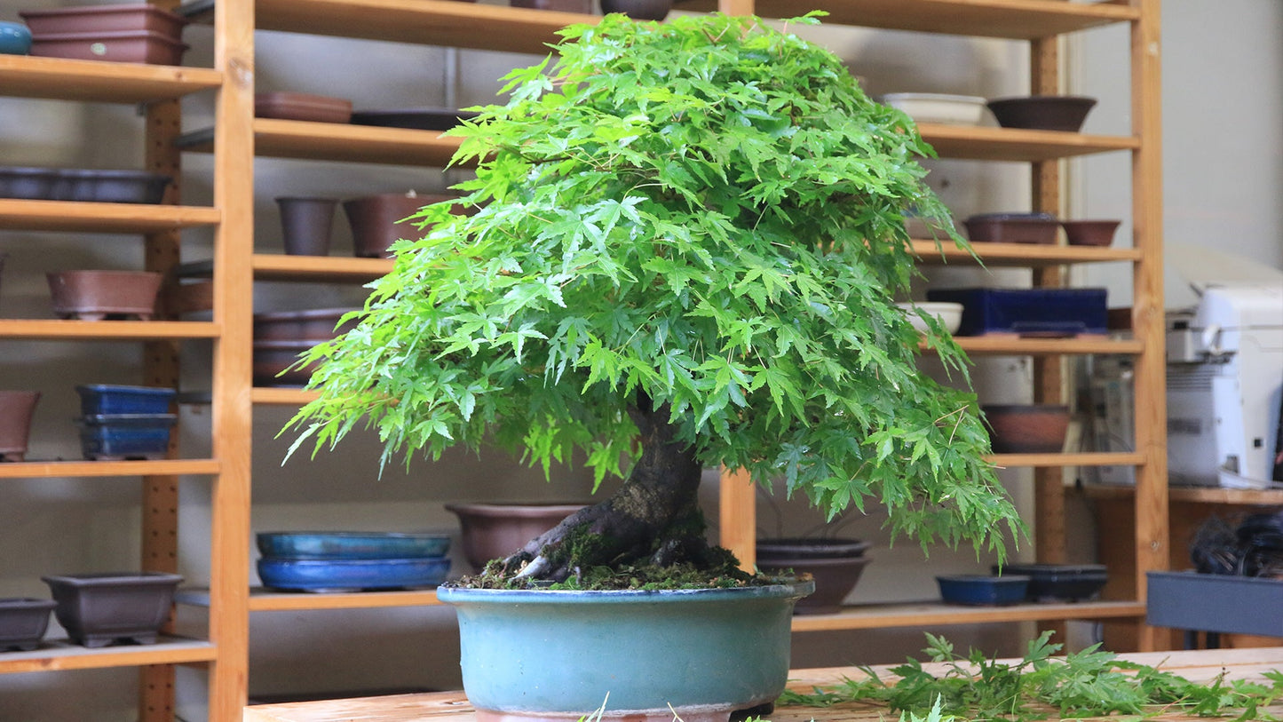 Maple " Green Maple " Exotic 10 Tree Seeds