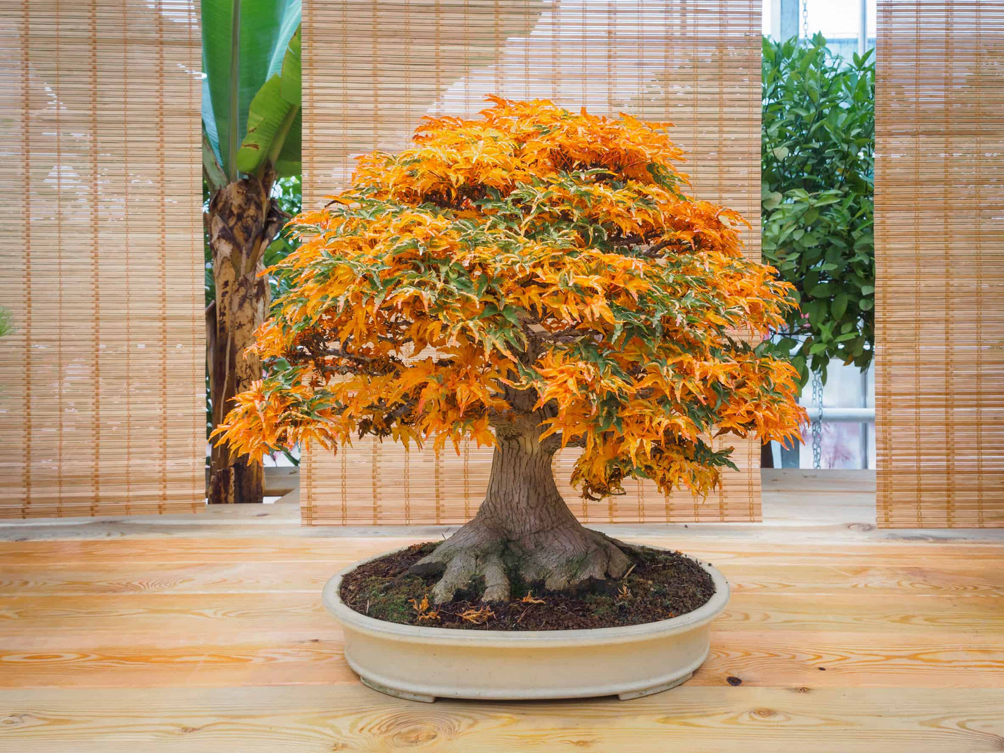 Maple " Yellow Green Maple " Exotic 10 Tree Seeds