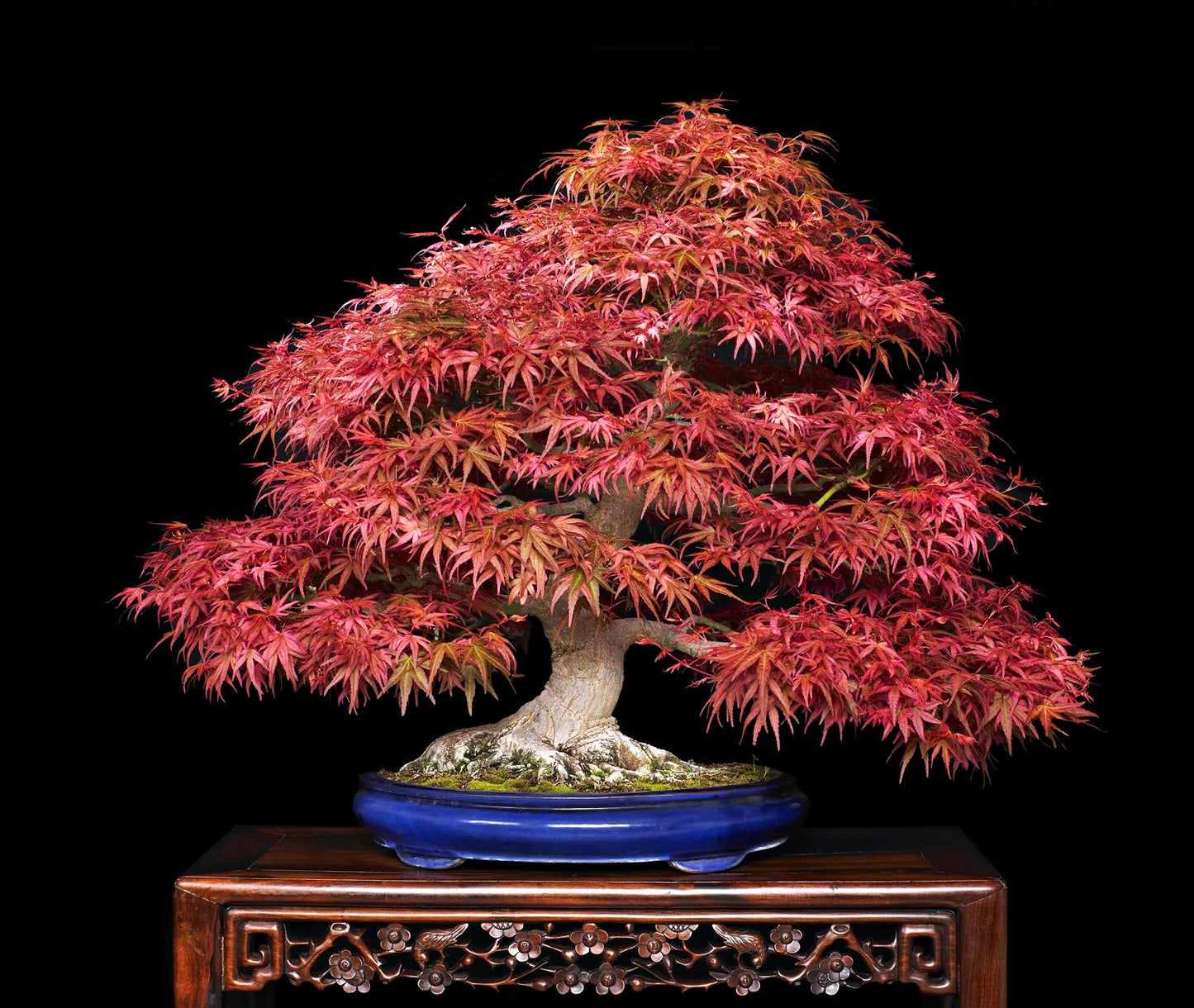Maple " Pink Maple " Exotic 10 Tree Seeds