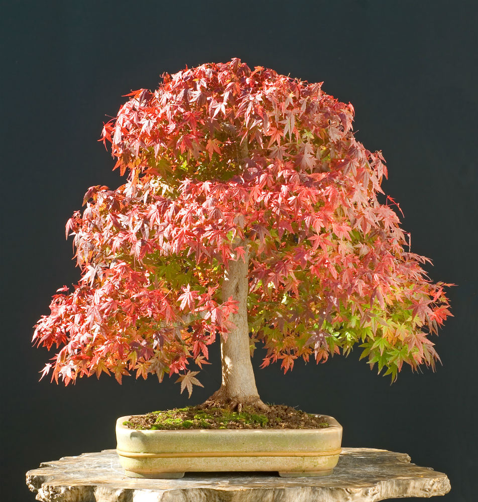 Maple " Red Green Maple " Exotic 10 Tree Seeds