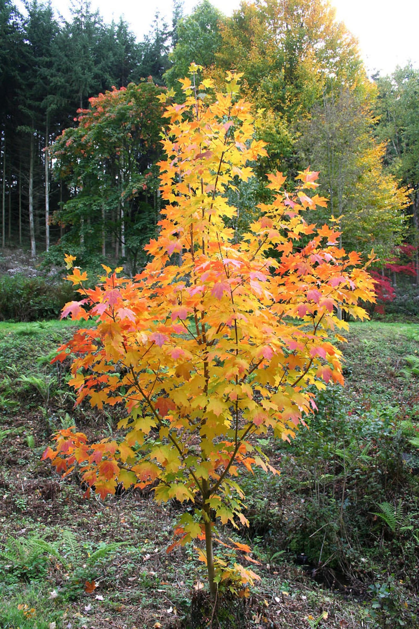 Maple " Yellow Sugar Maple " Exotic 10 Tree Seeds