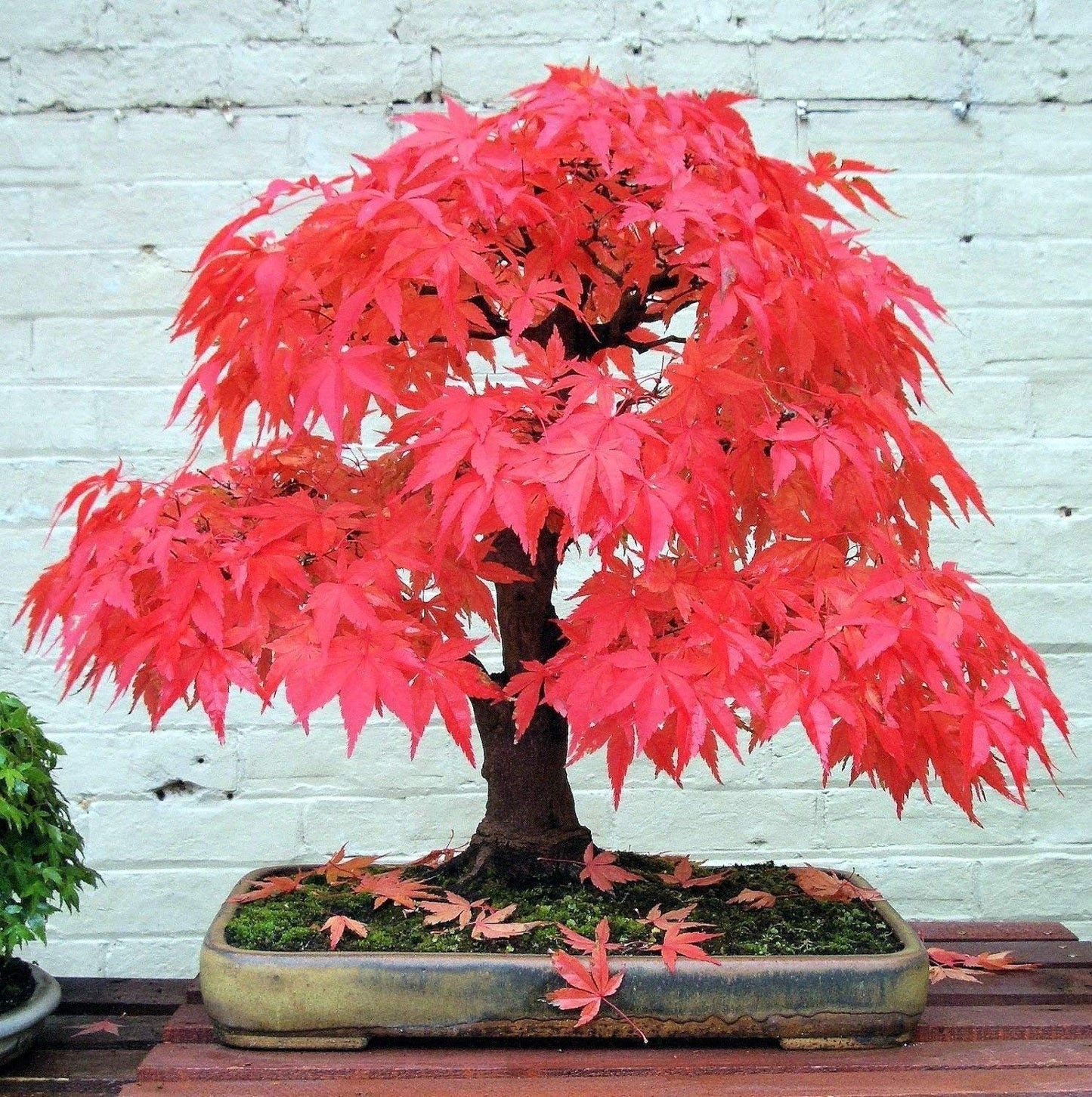 Maple " Red Maple " Exotic 10 Tree Seeds