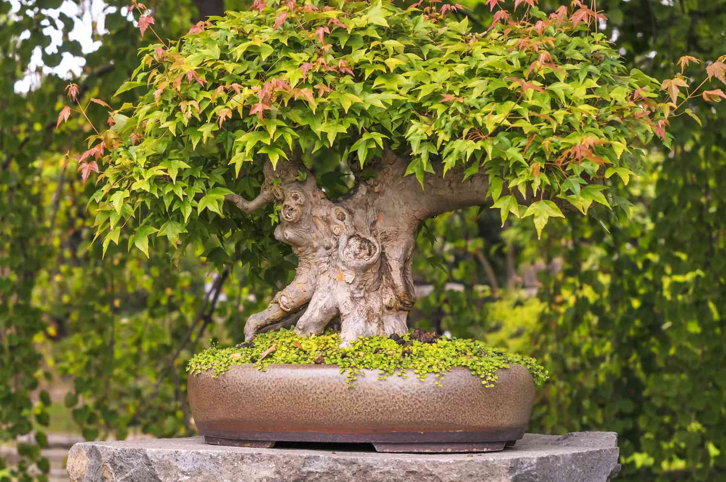 Maple " Japanese Maple " Exotic 10 Tree Seeds