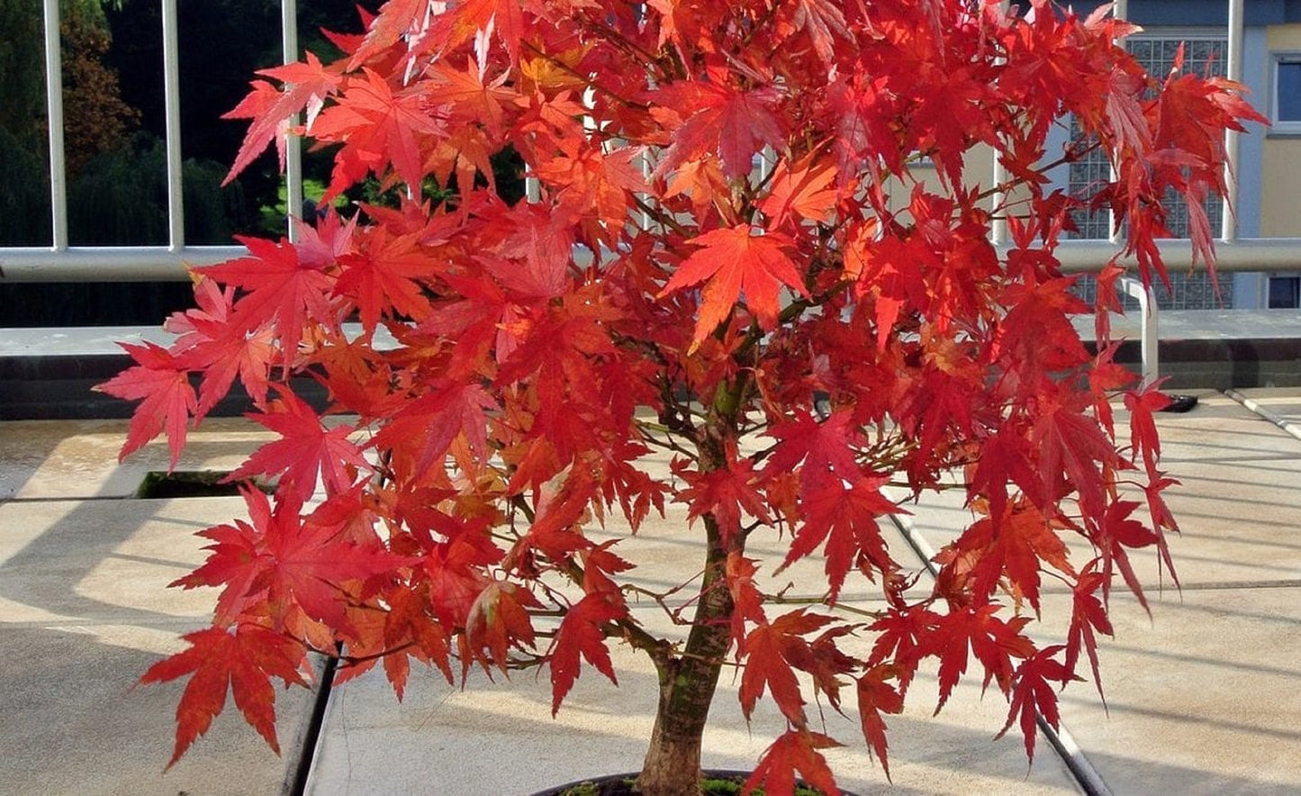 Maple " Amur Maple " Exotic 10 Tree Seeds