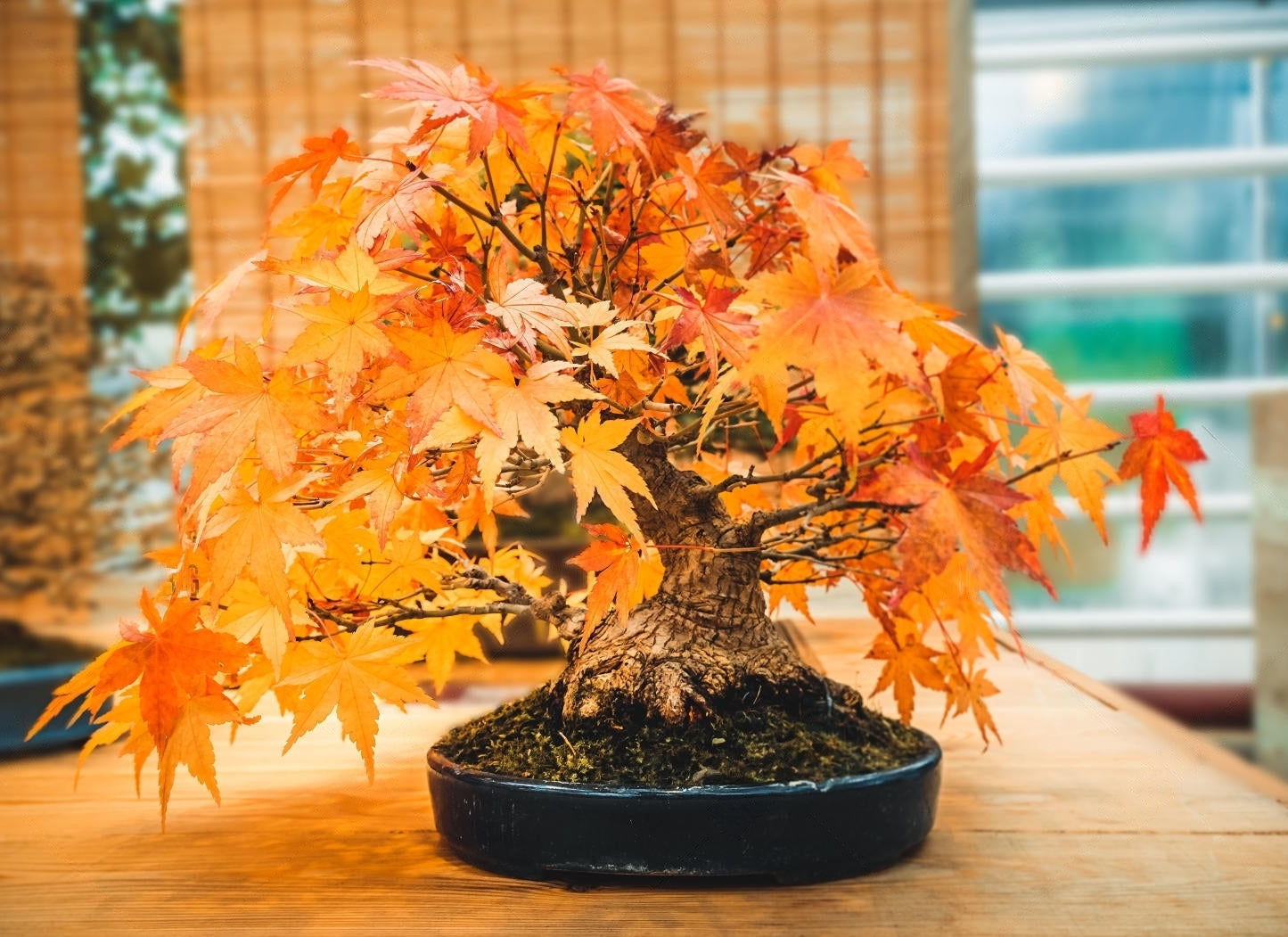 Maple " Orange Maple " Exotic 10 Tree Seeds