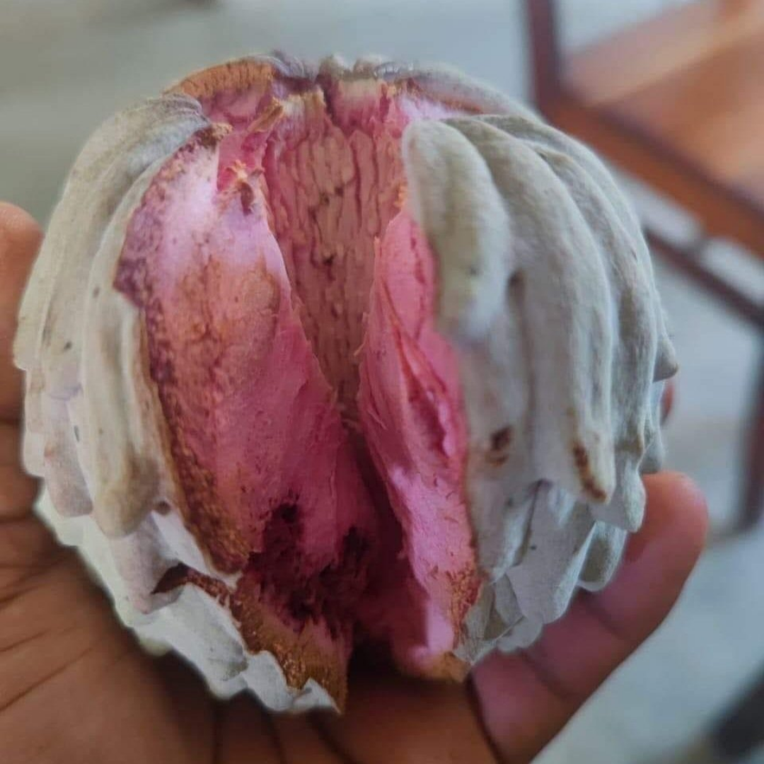 Hybrid Ilama Fruit Seeds - Cotton Candy - 5 Seeds