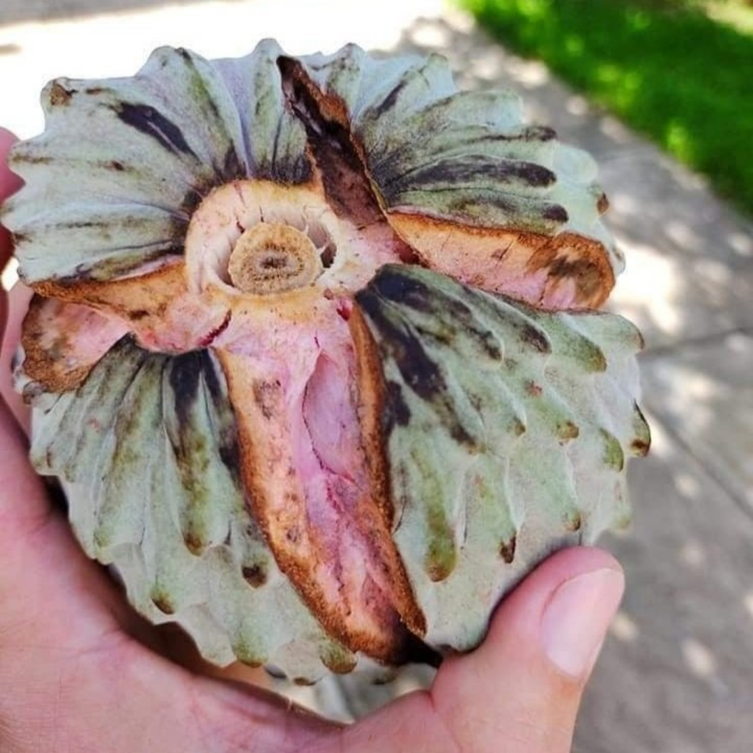 Hybrid Ilama Fruit Seeds - Pink - 5 Seeds