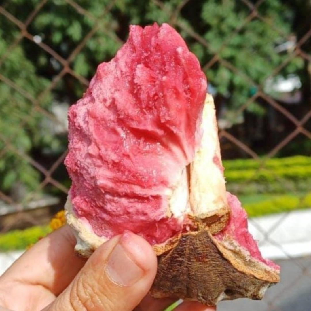 Hybrid Ilama Fruit Seeds - Red Coral - 5 Seeds