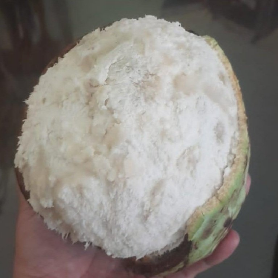 Hybrid Ilama Fruit Seeds - Tropical Snow - 5 Seeds